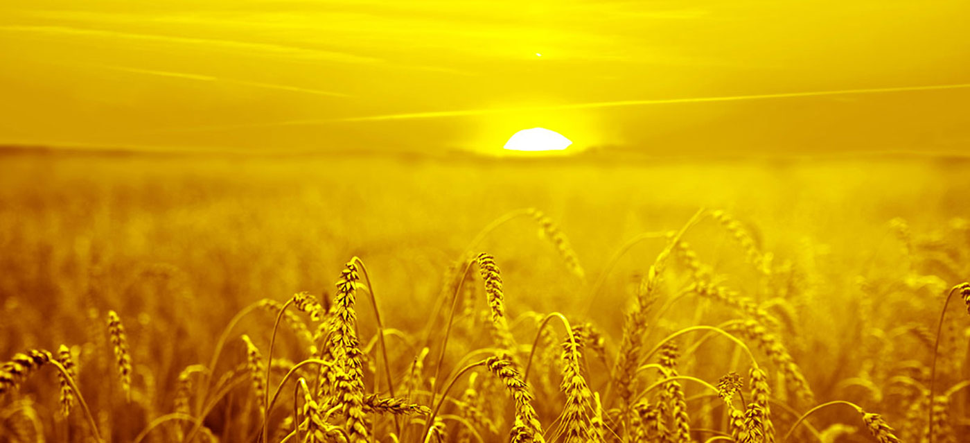 ჩვენ მოგვწონს ფერადი გადაწყვეტილებების შეთავაზება